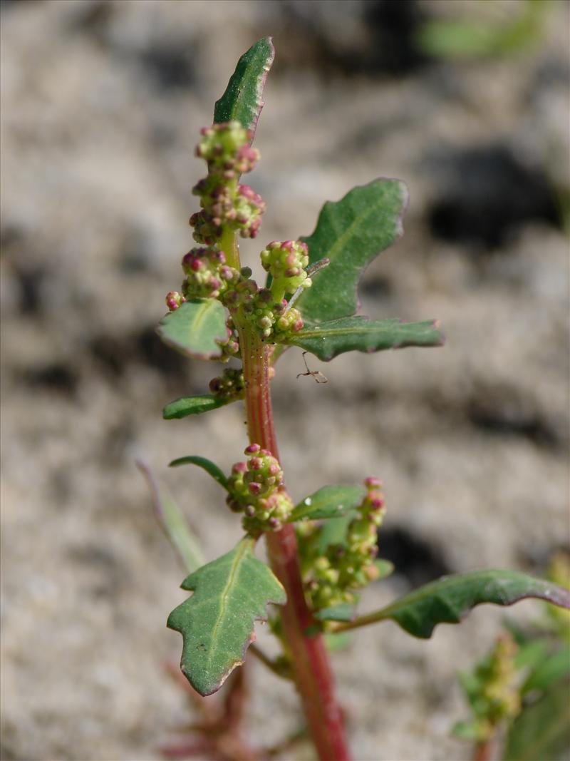 Oxybasis glauca (door Adrie van Heerden)