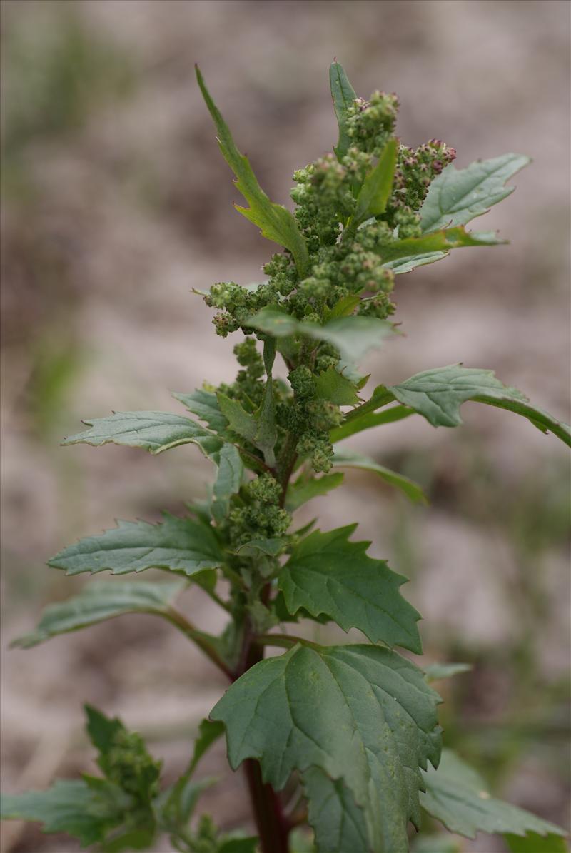 Chenopodiastrum murale (door Adrie van Heerden)