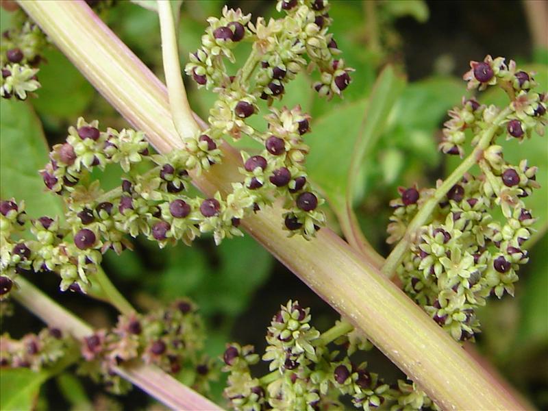 Lipandra polysperma (door Adrie van Heerden)