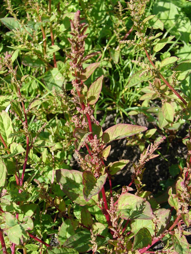 Lipandra polysperma (door Adrie van Heerden)