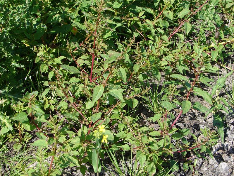 Lipandra polysperma (door Adrie van Heerden)