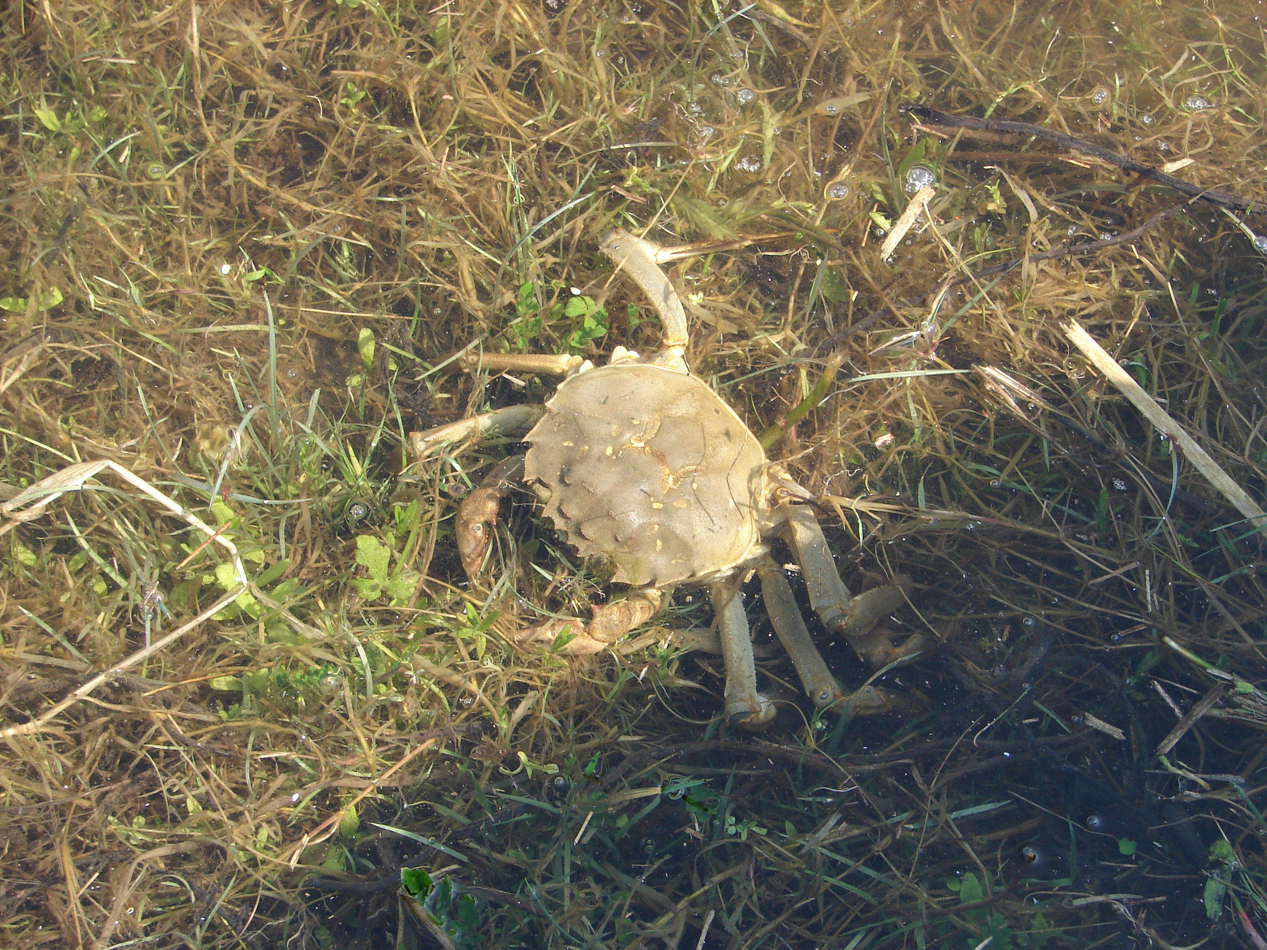 Eriocheir sinensis (door Adrie van Heerden)