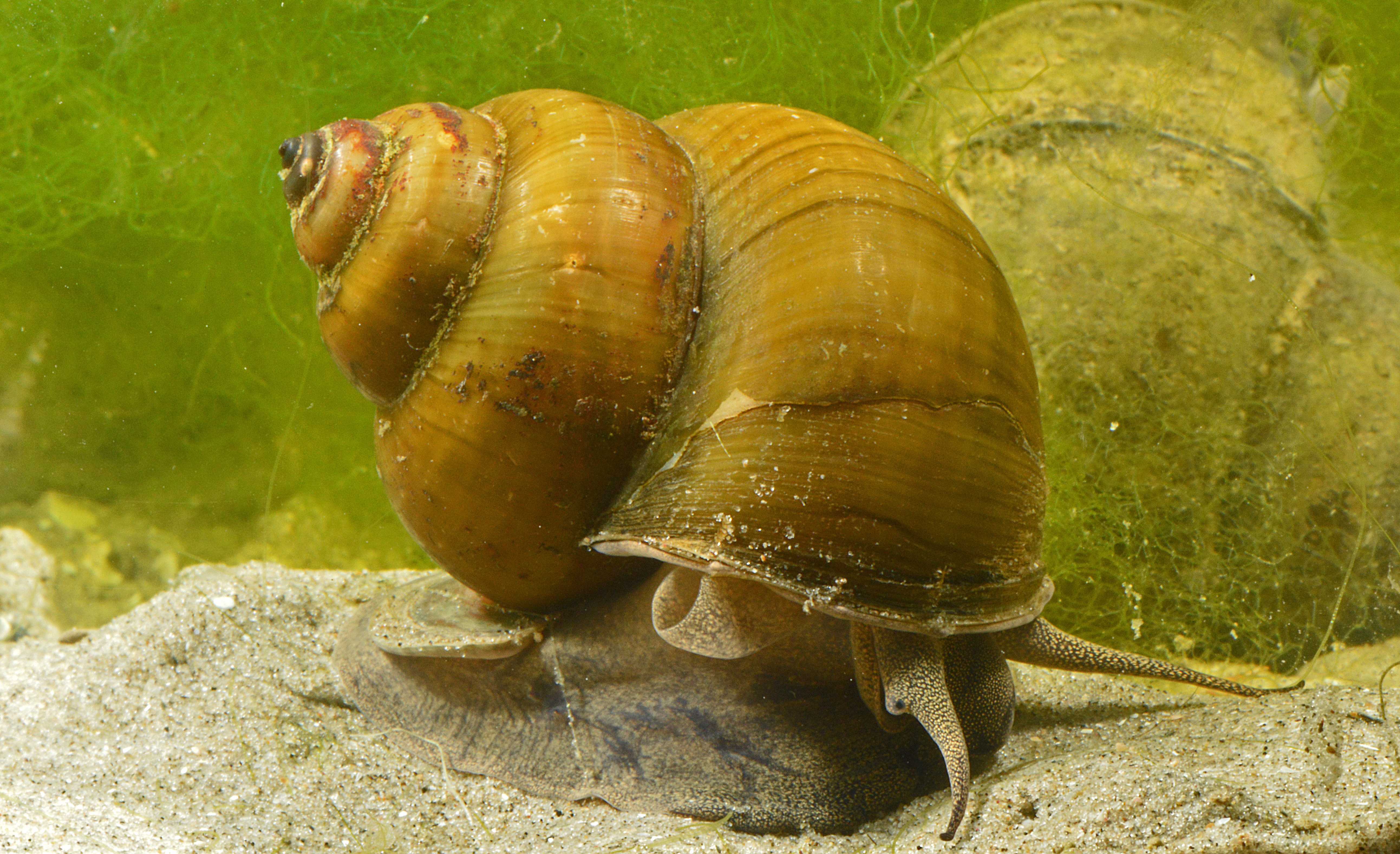 Bellamya chinensis (door Adriaan Gmelig Meyling)