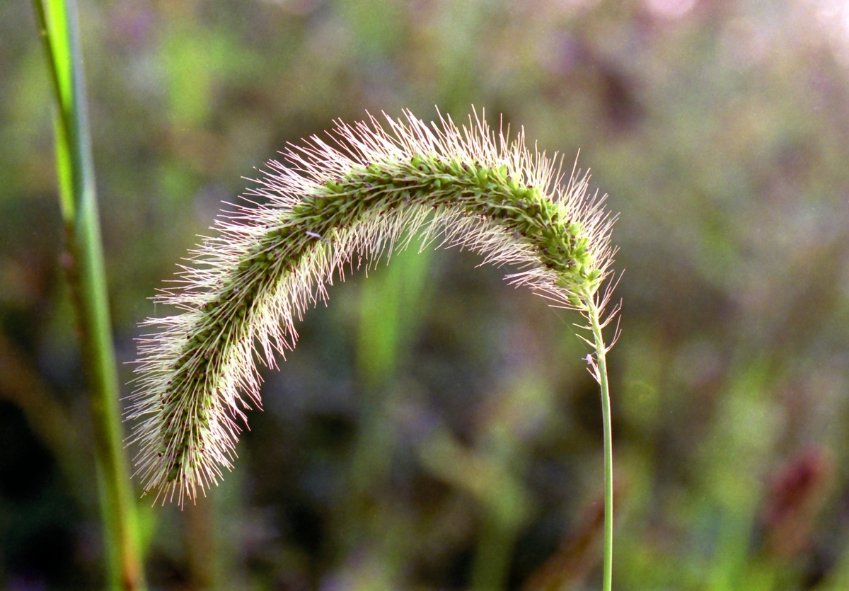 Setaria faberi (door Joke Schaminée-Sluis)