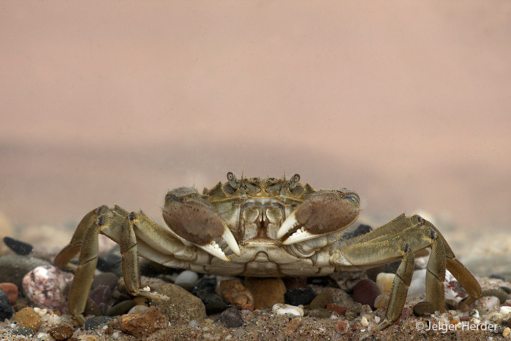 Eriocheir sinensis (door Jelger Herder)