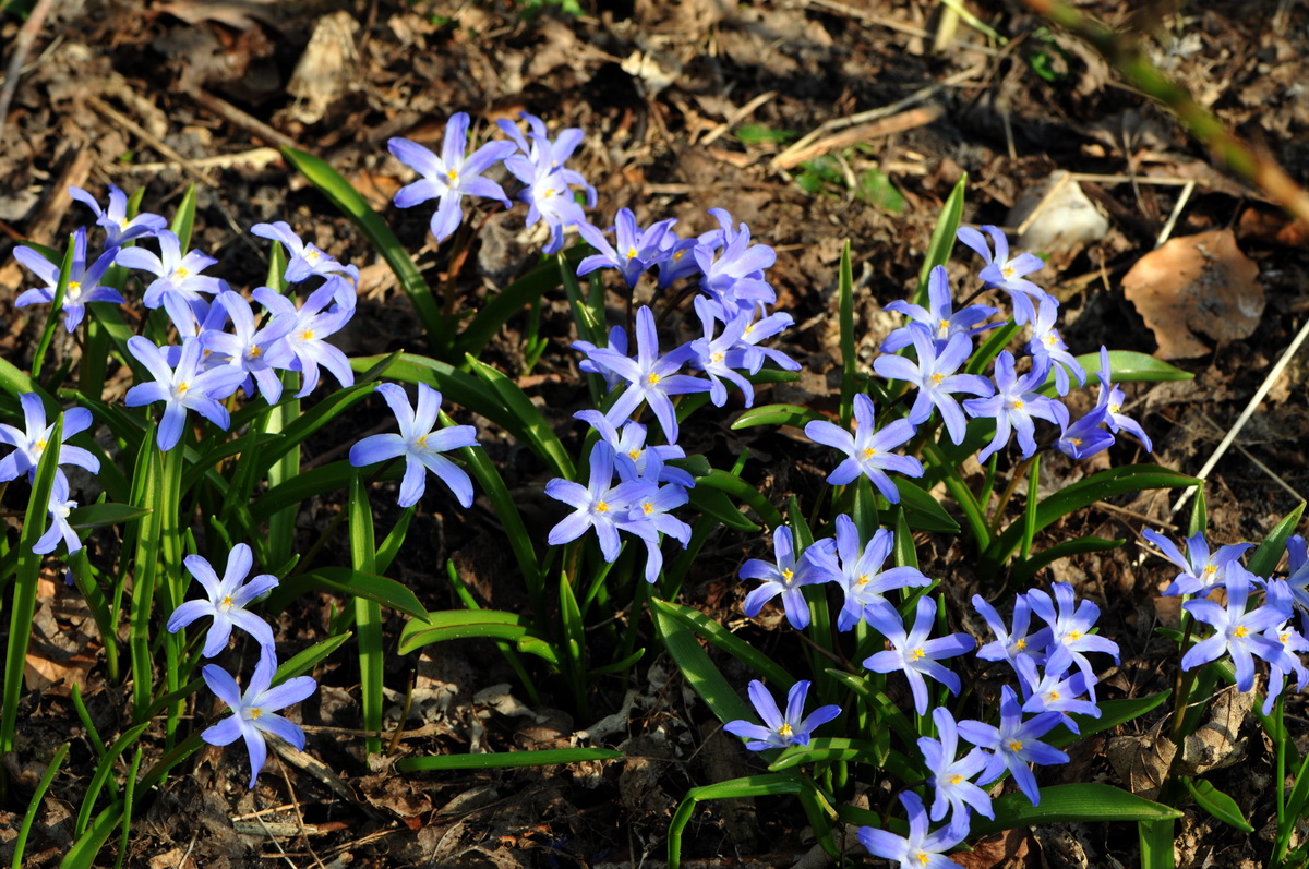 Scilla forbesii / luciliae (door Hans Toetenel)