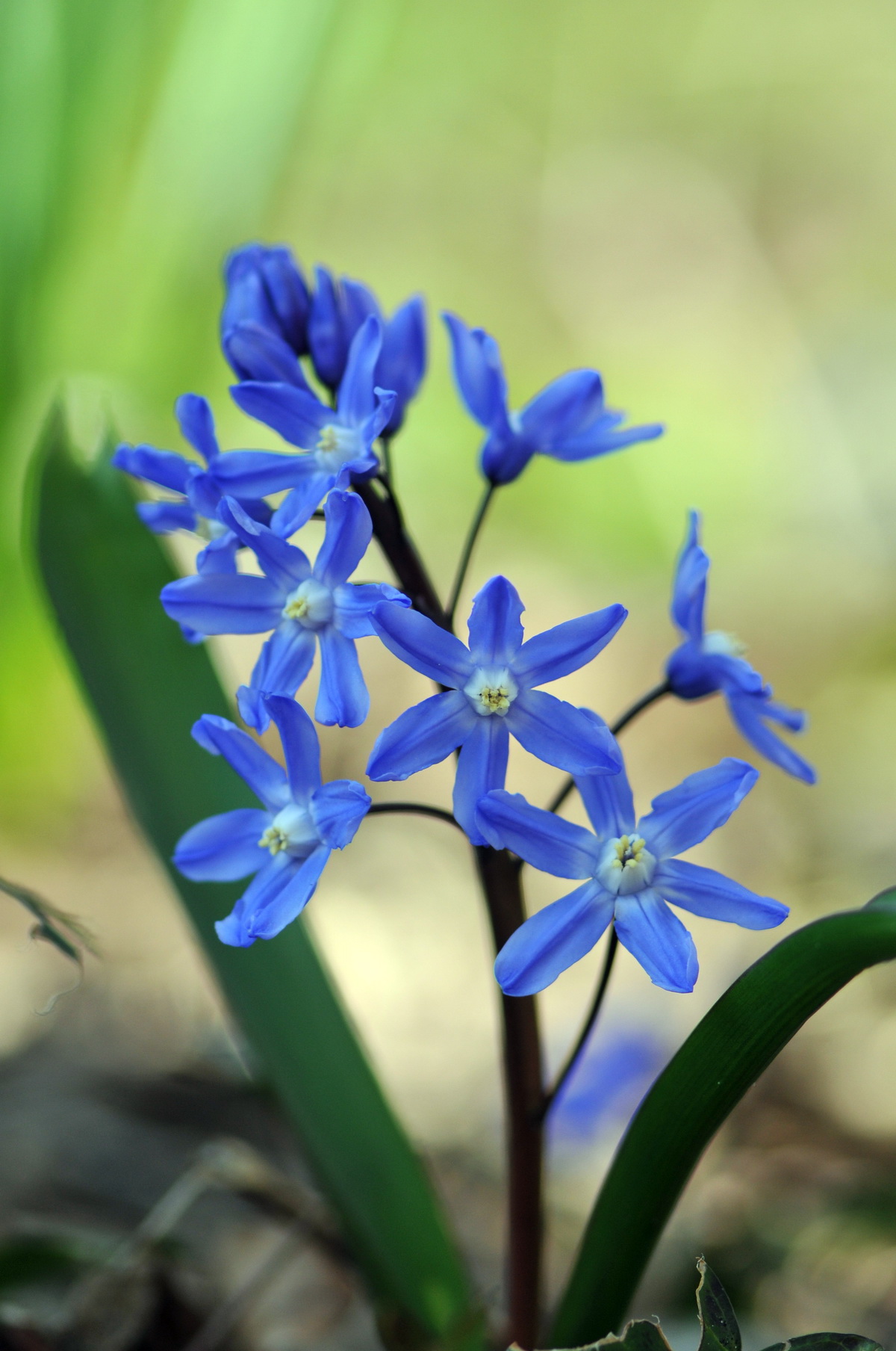 Scilla sardensis (door Hans Toetenel)