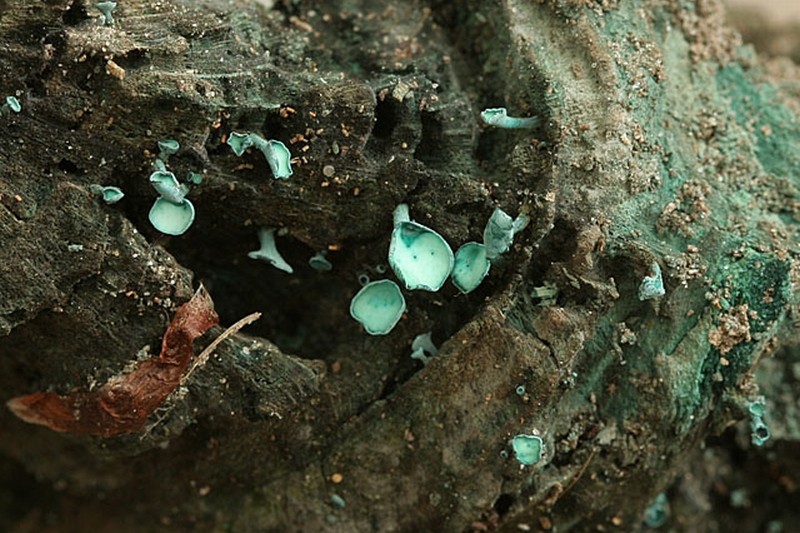 Chlorociboria aeruginascens (door Betsie van der Kruijs)