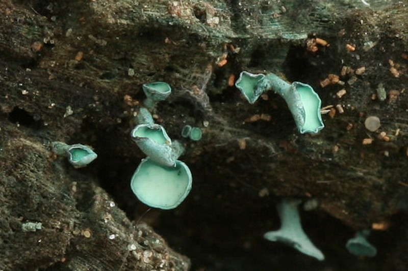 Chlorociboria aeruginascens (door Betsie van der Kruijs)