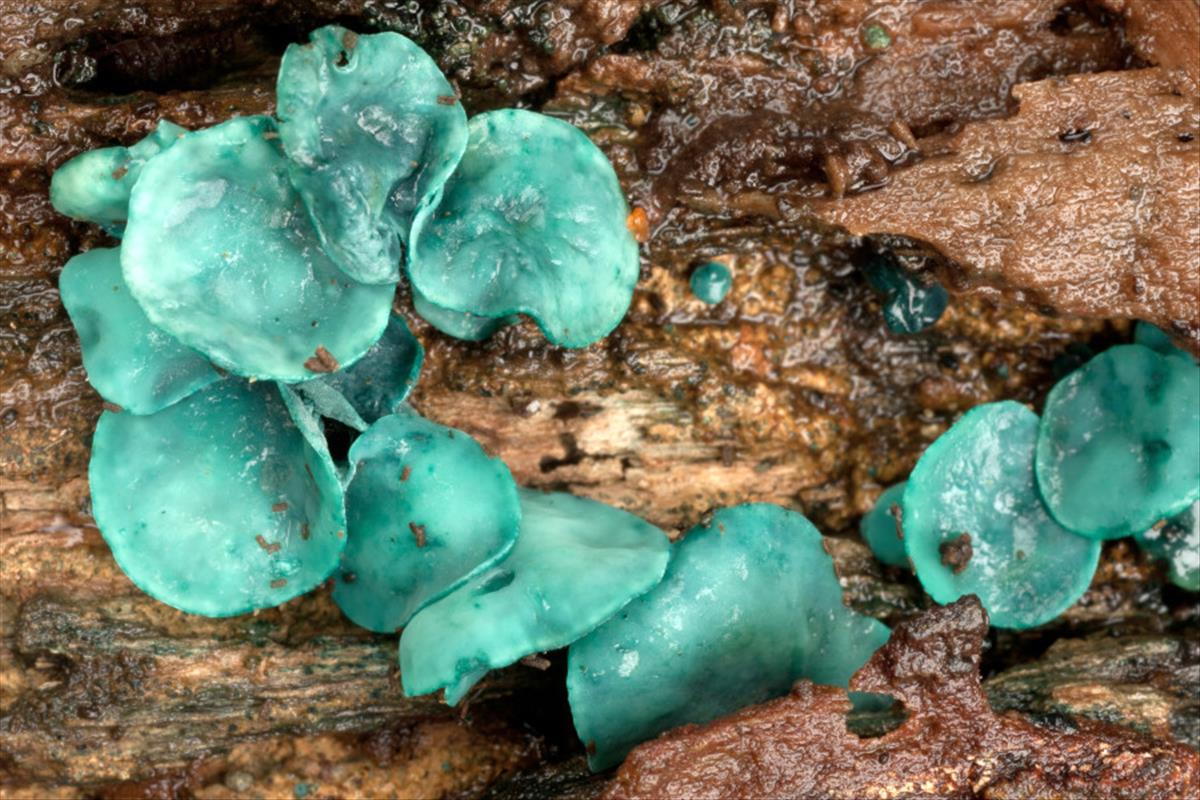 Chlorociboria aeruginascens (door Aldert Gutter)