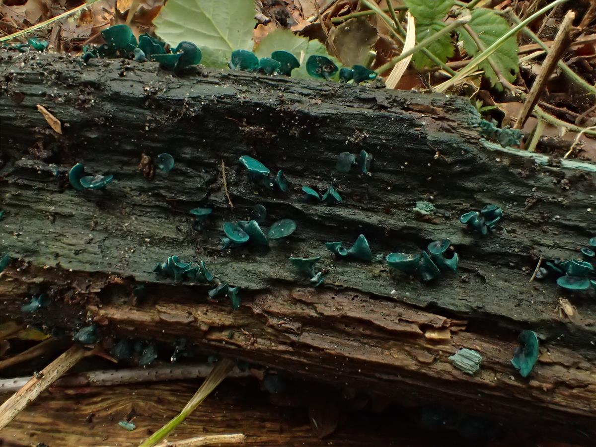 Chlorociboria aeruginascens (door Leo Jalink)