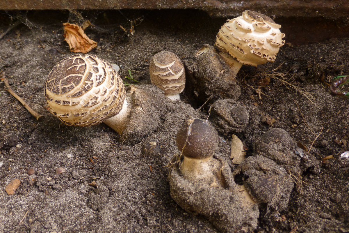 Chlorophyllum brunneum (door Aldert Gutter)