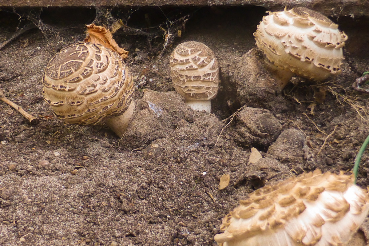 Chlorophyllum brunneum (door Aldert Gutter)