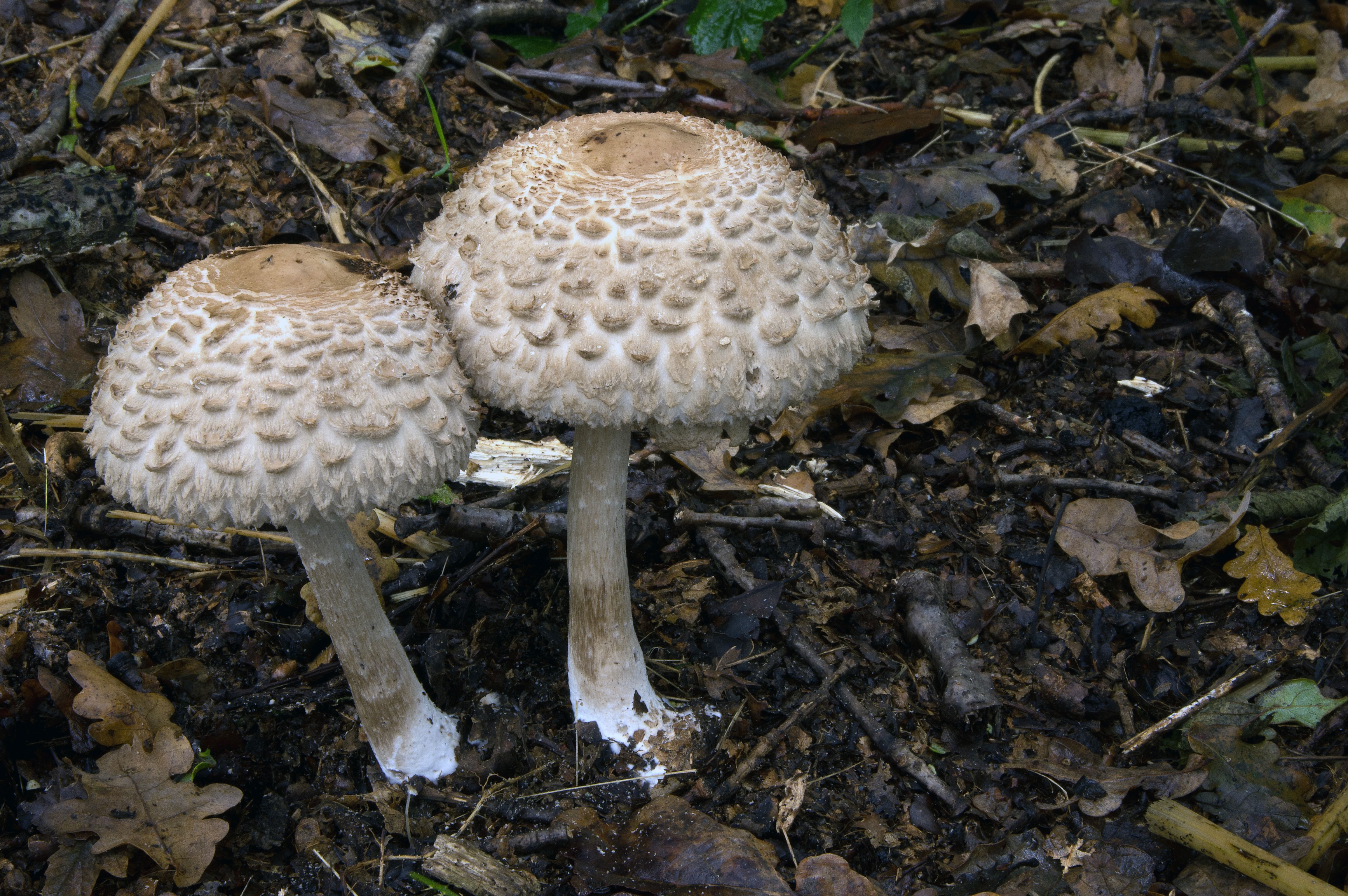 Chlorophyllum olivieri (door John den Daas)