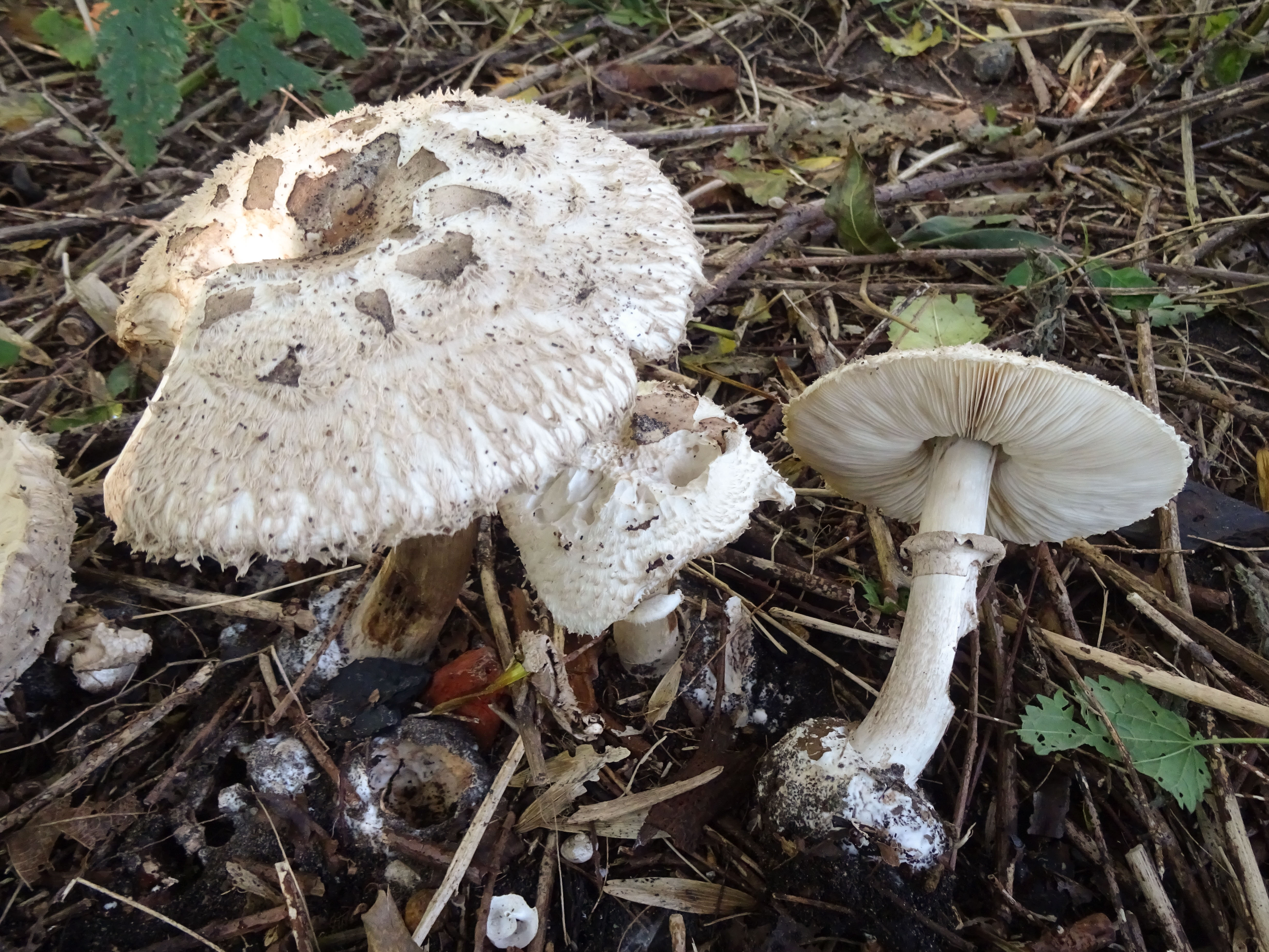 Chlorophyllum rhacodes (door Roeland Enzlin)