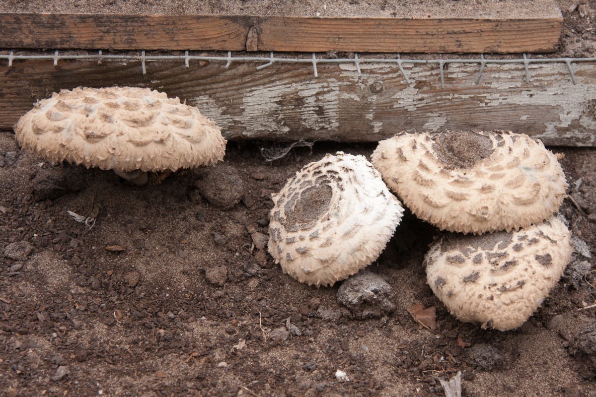 Chlorophyllum brunneum (door Aldert Gutter)