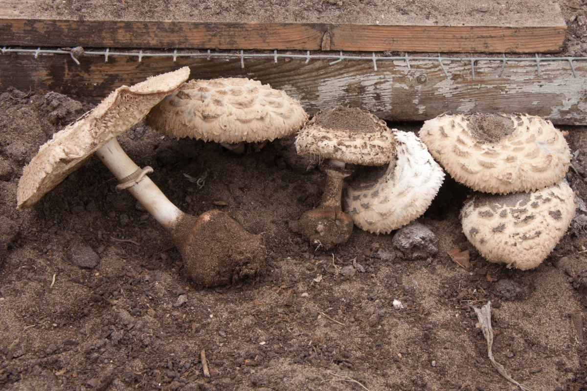 Chlorophyllum brunneum (door Aldert Gutter)