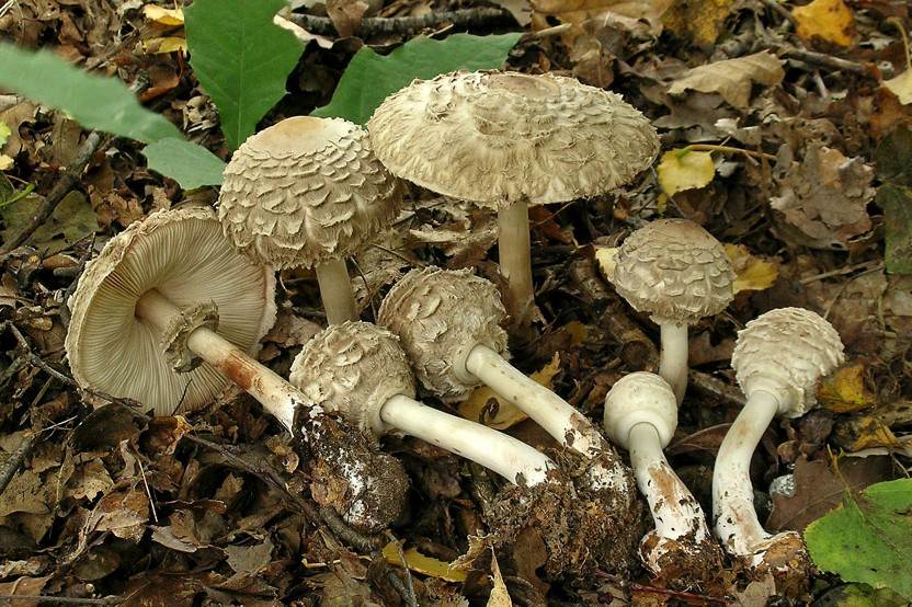 Chlorophyllum olivieri (door Henk Huijser)