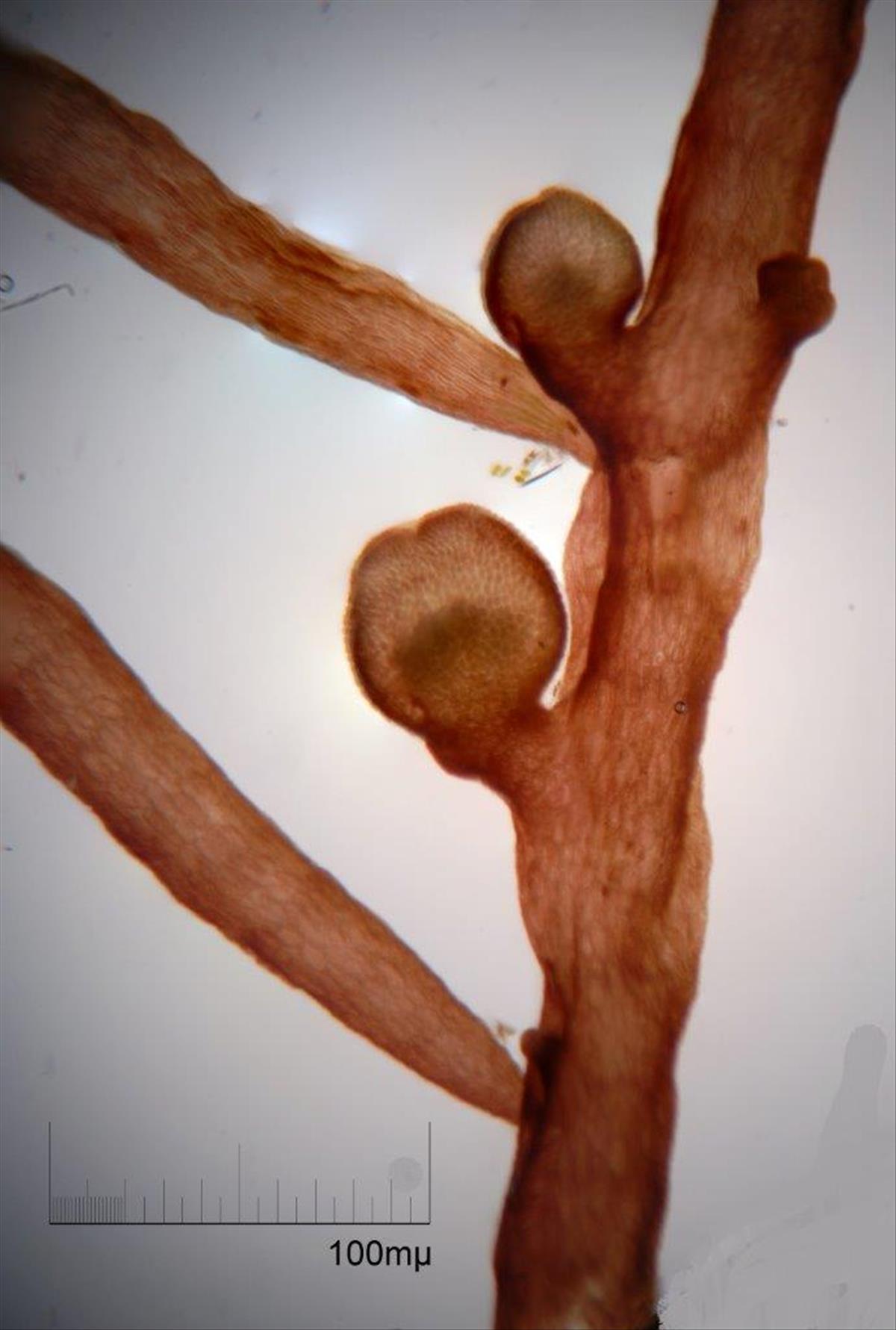 Chondria coerulescens (door Mart Karremans)