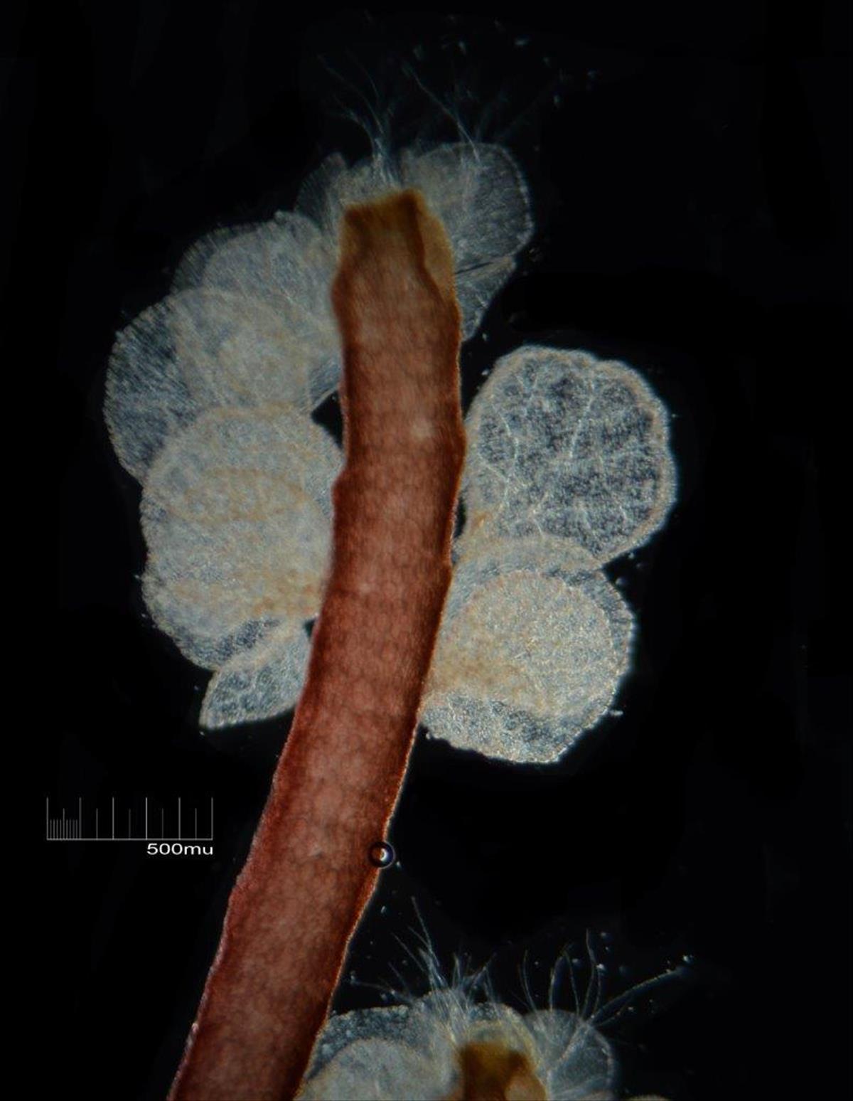 Chondria coerulescens (door Mart Karremans)