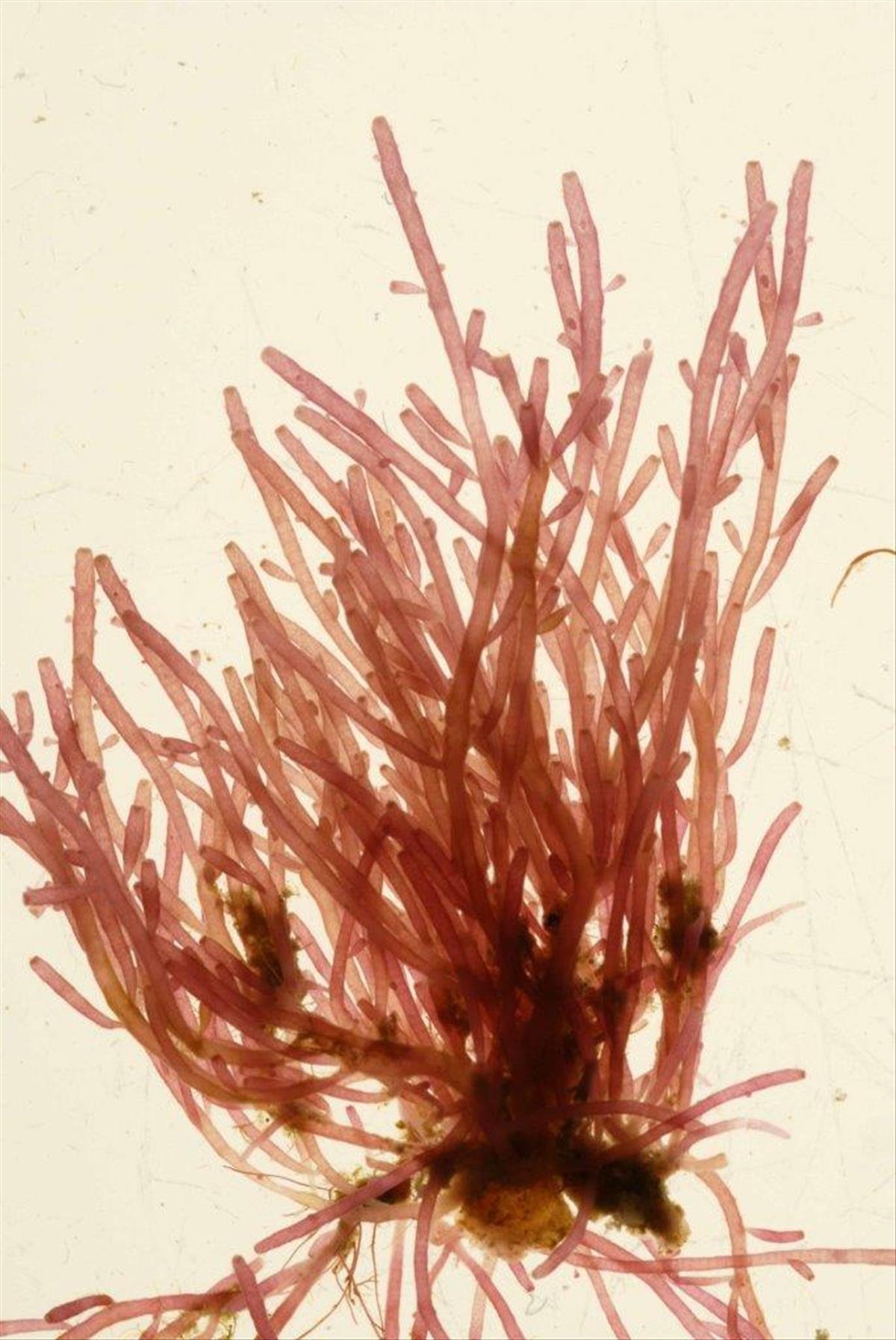 Chondria dasyphylla (door Mart Karremans)