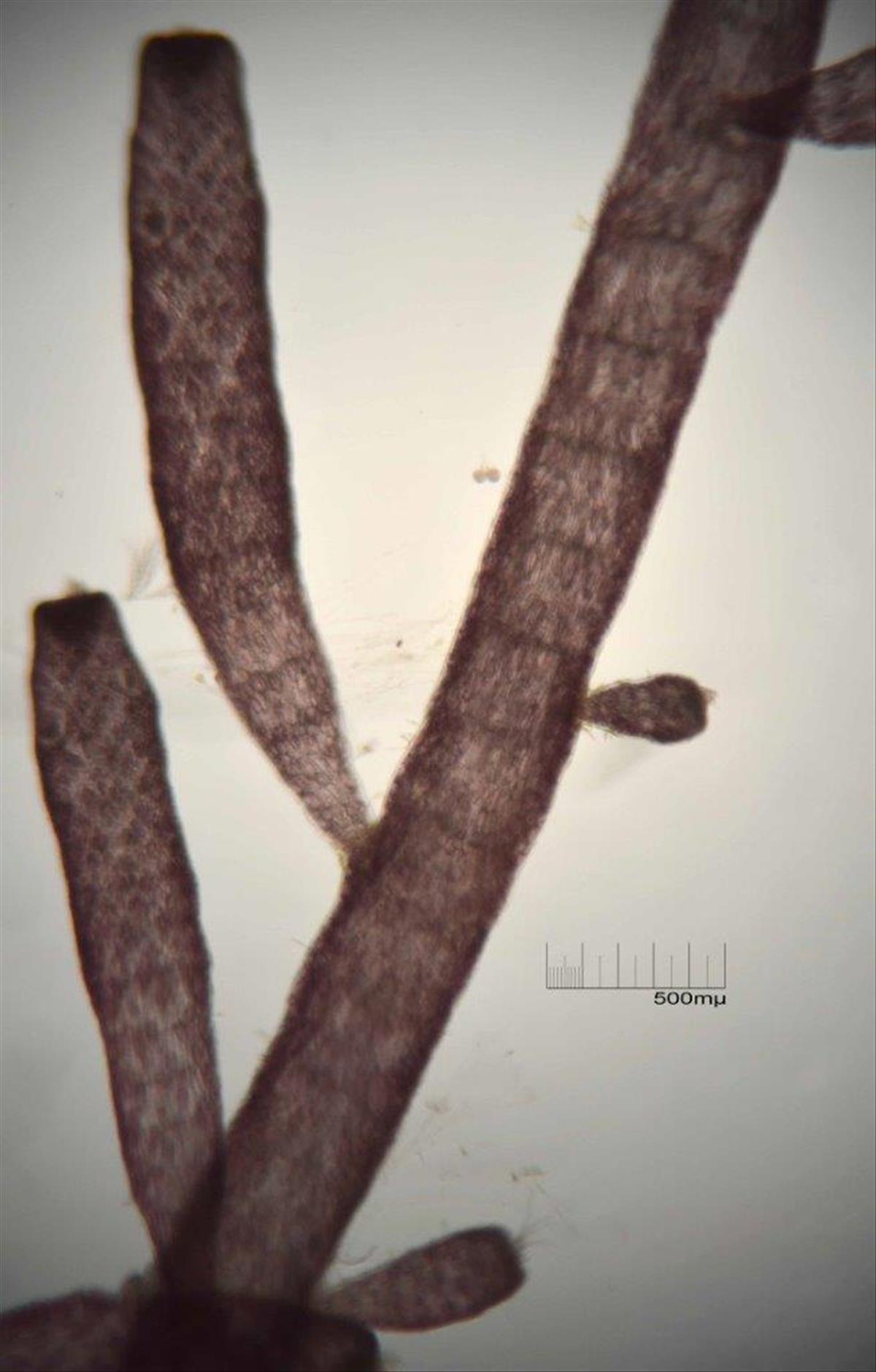 Chondria dasyphylla (door Mart Karremans)
