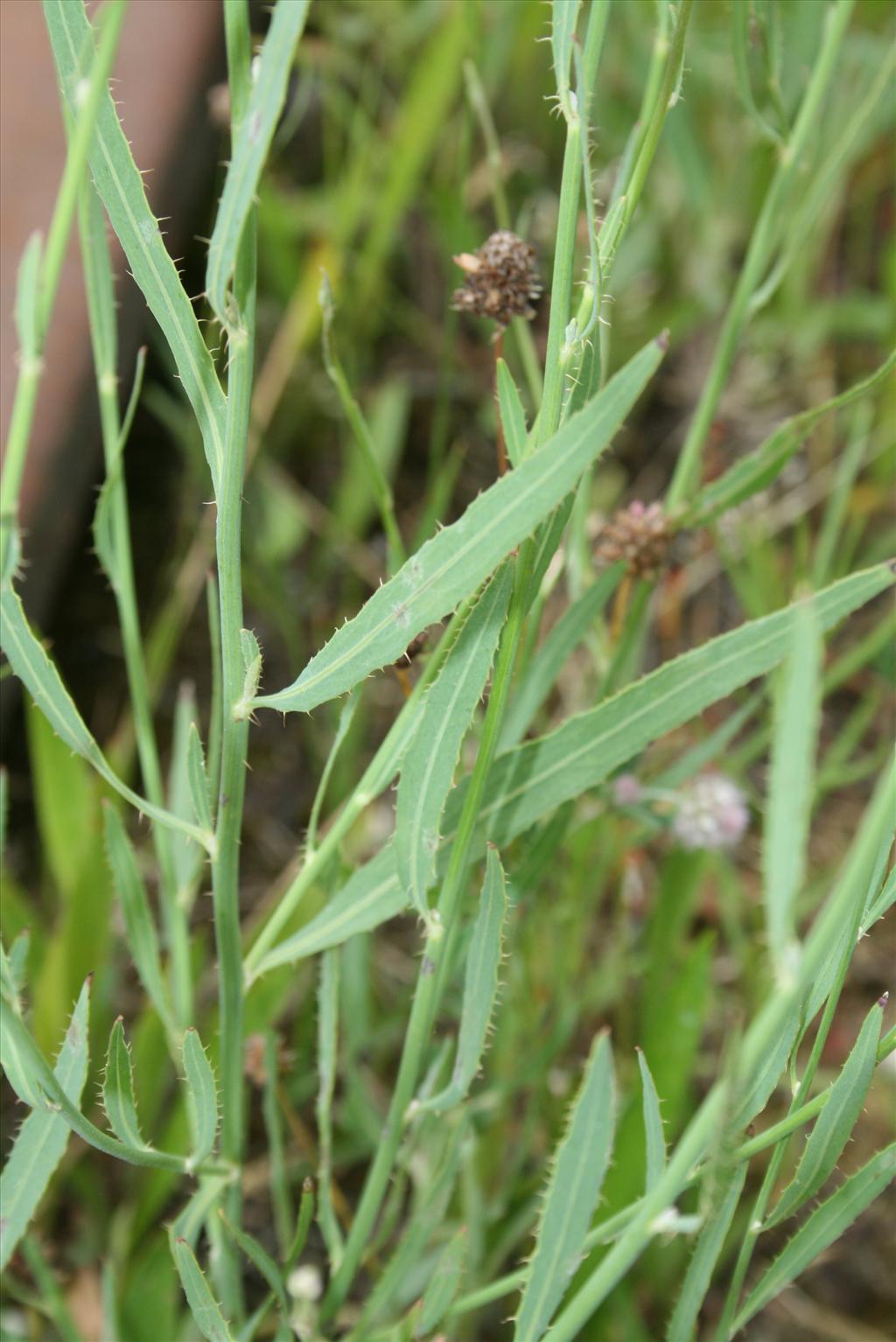 Chondrilla juncea (door Gertjan van Mill)