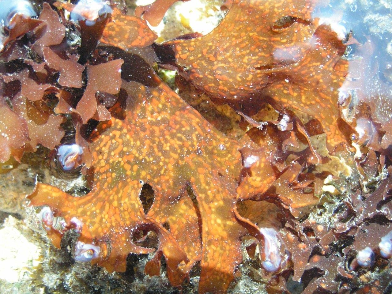 Chondrus crispus (door Mart Karremans)