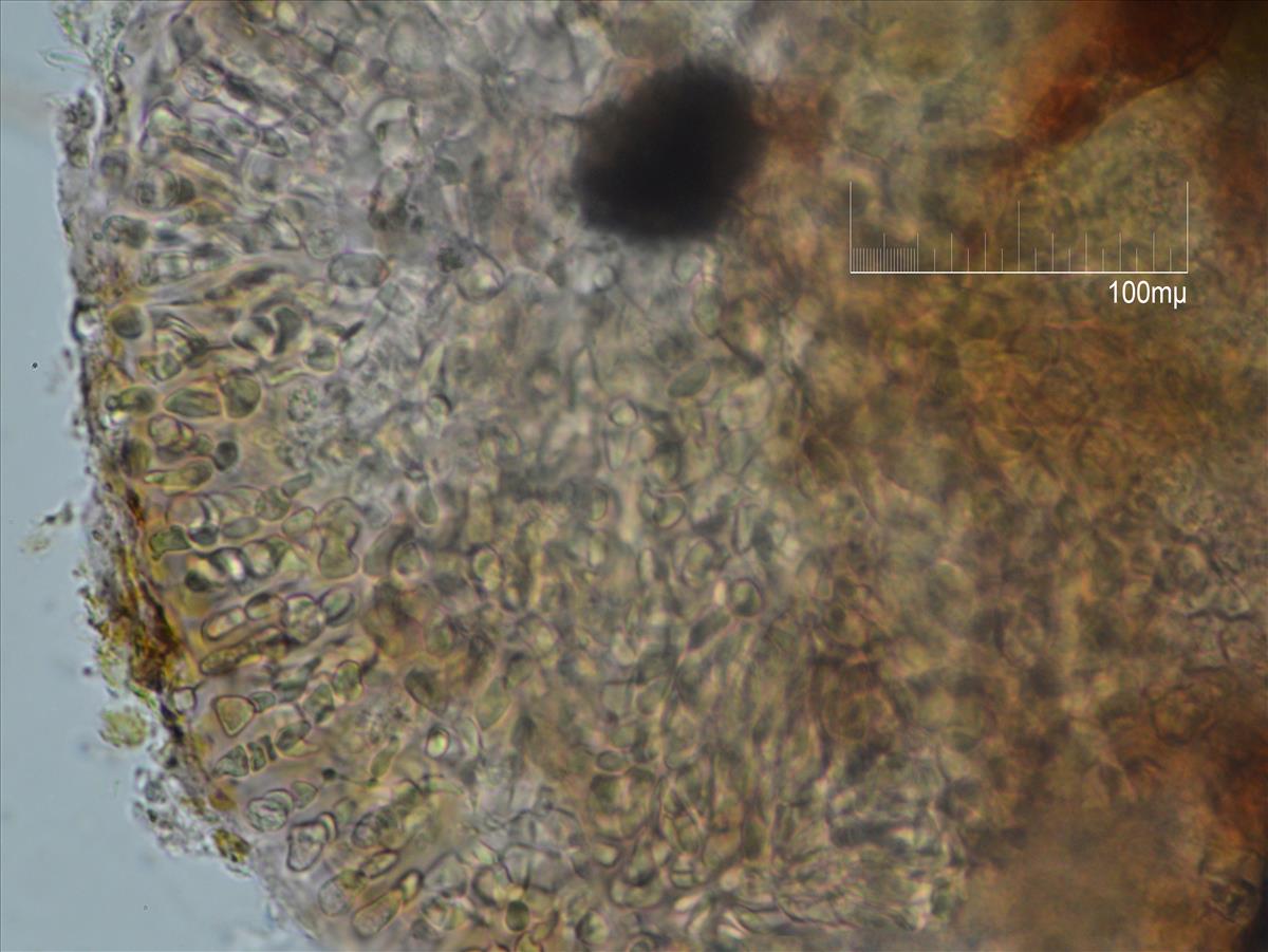 Choreocolax polysiphoniae (door Mart Karremans)