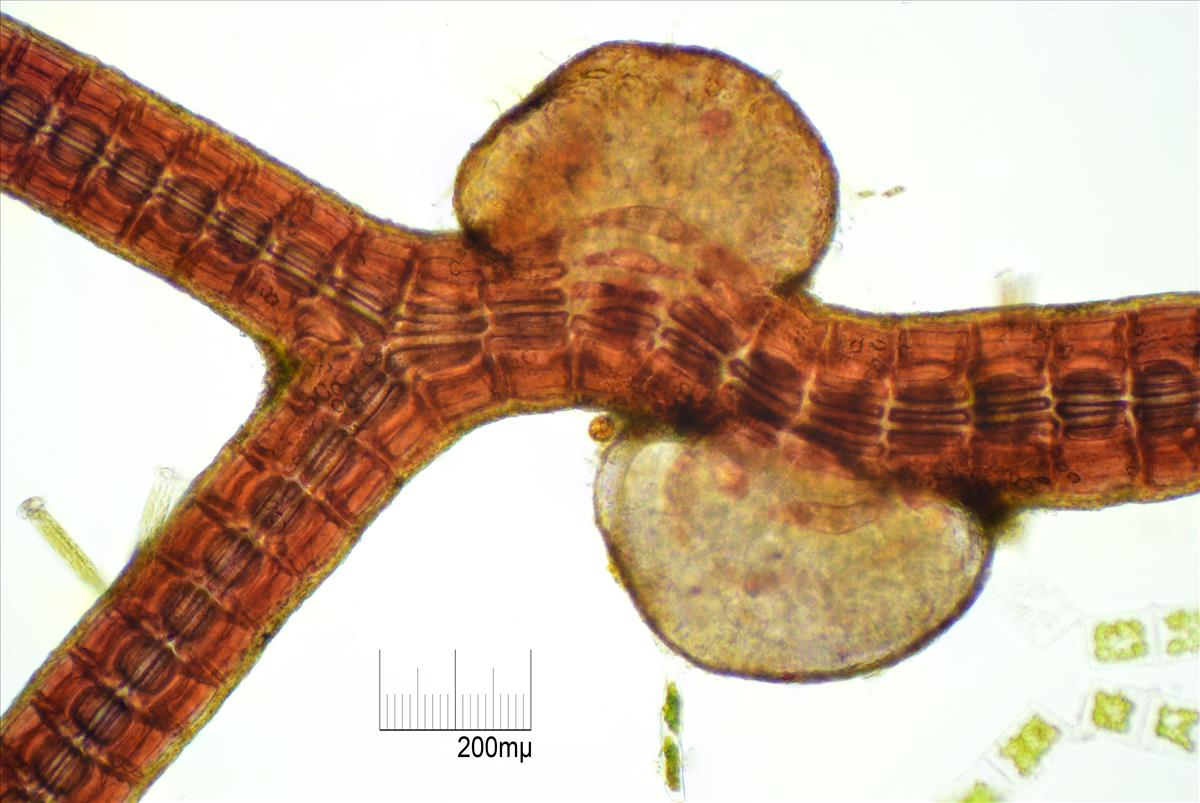 Choreocolax polysiphoniae (door Mart Karremans)