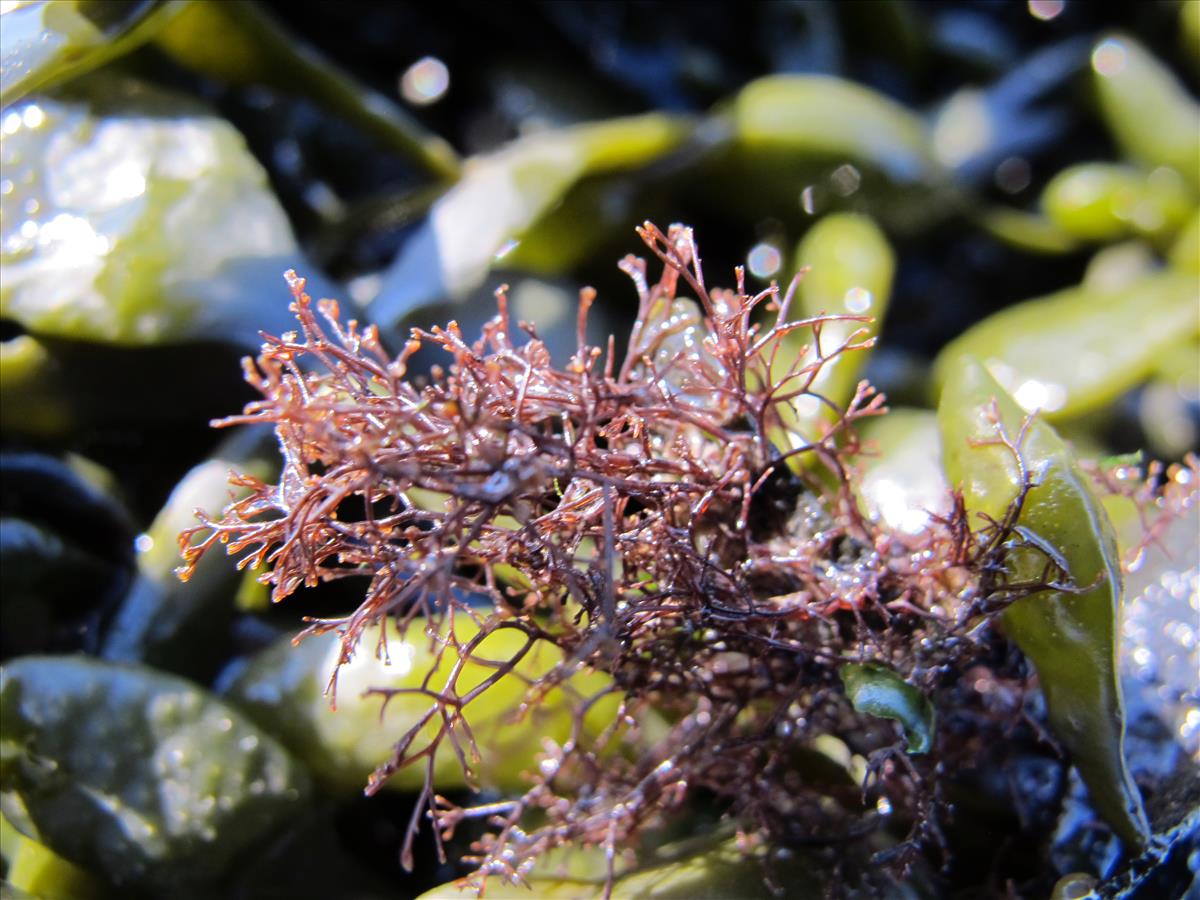 Choreocolax polysiphoniae (door Mart Karremans)