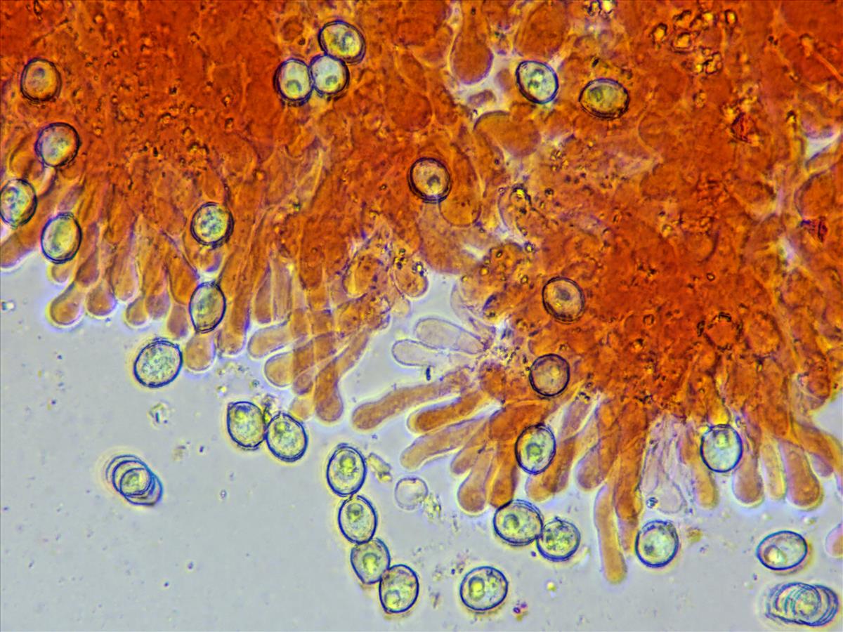 Chromocyphella lamellata (door AnnaElise Jansen)