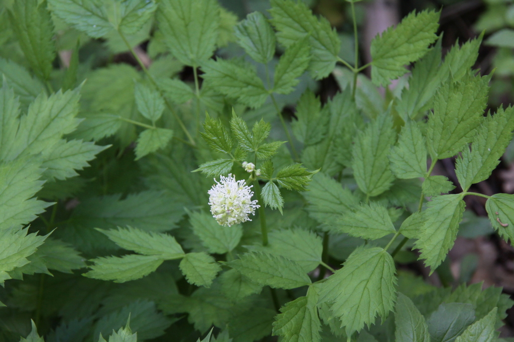 Actaea spicata (door Peter Meininger)