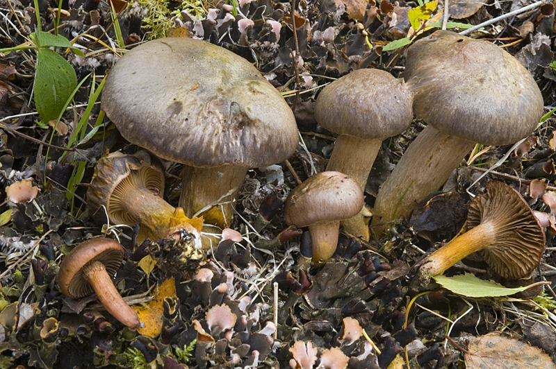 Chroogomphus rutilus (door Nico Dam)