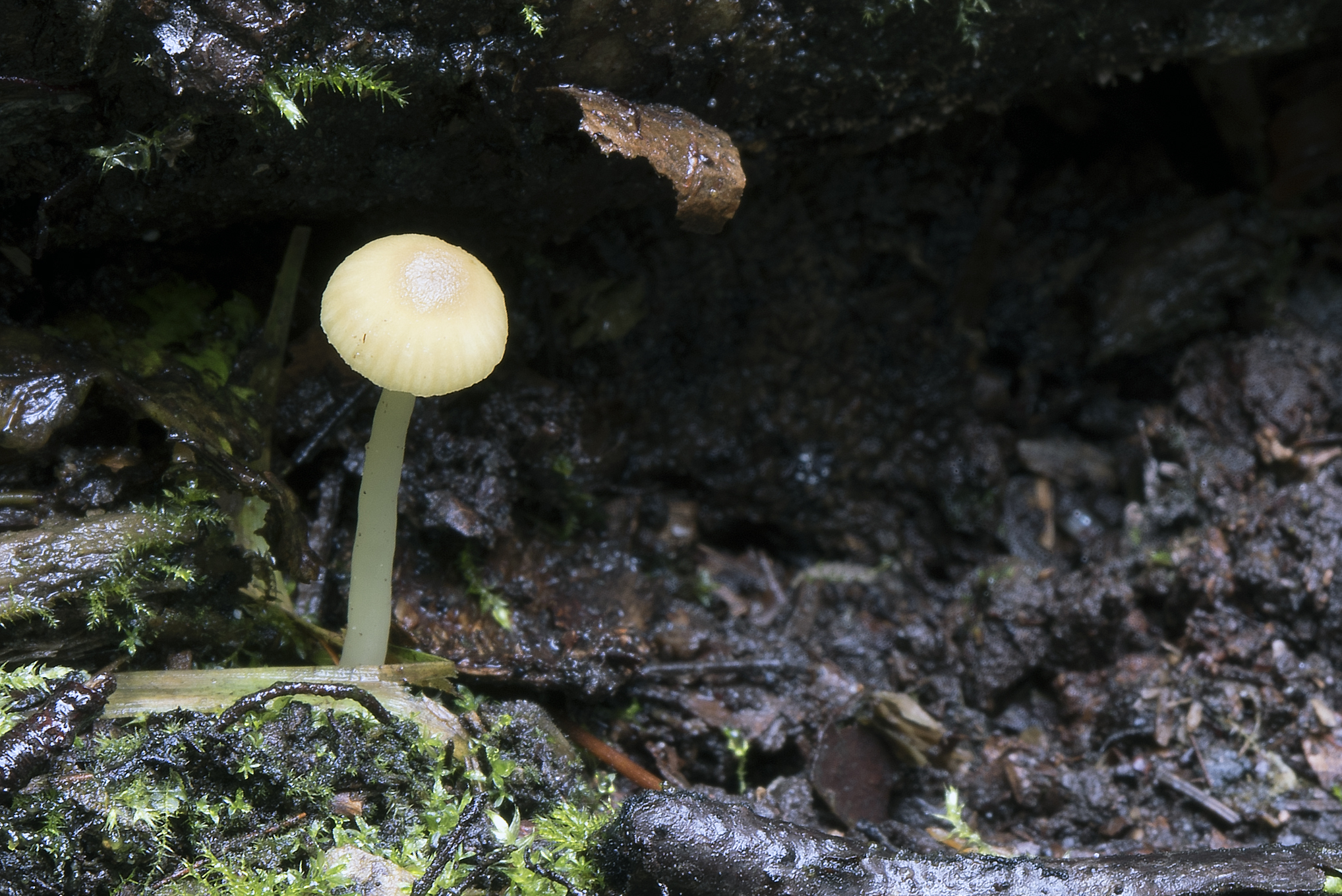 Chrysomphalina grossula (door John den Daas)