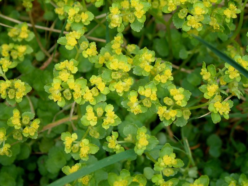 Chrysosplenium oppositifolium (door Adrie van Heerden)