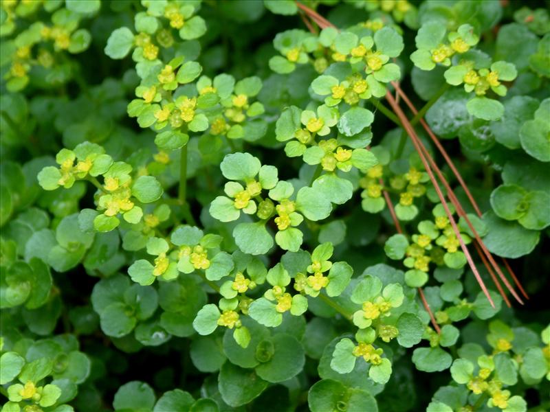 Chrysosplenium oppositifolium (door Adrie van Heerden)