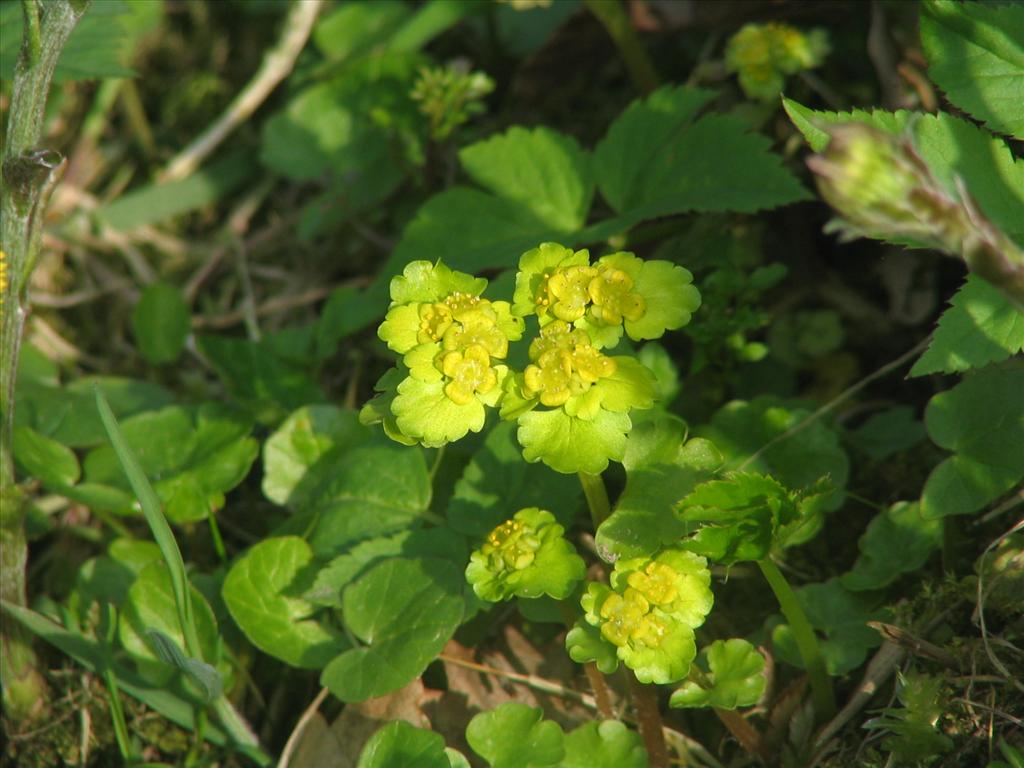 Chrysosplenium alternifolium (door Pieter Stolwijk)