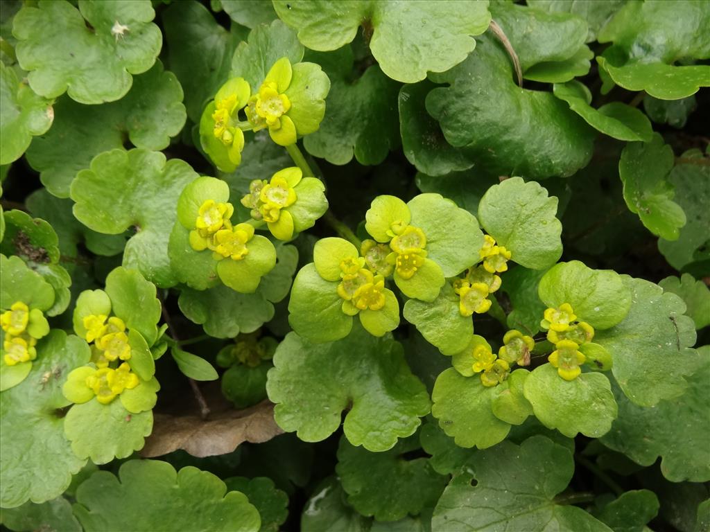 Chrysosplenium alternifolium (door Jakob Hanenburg)