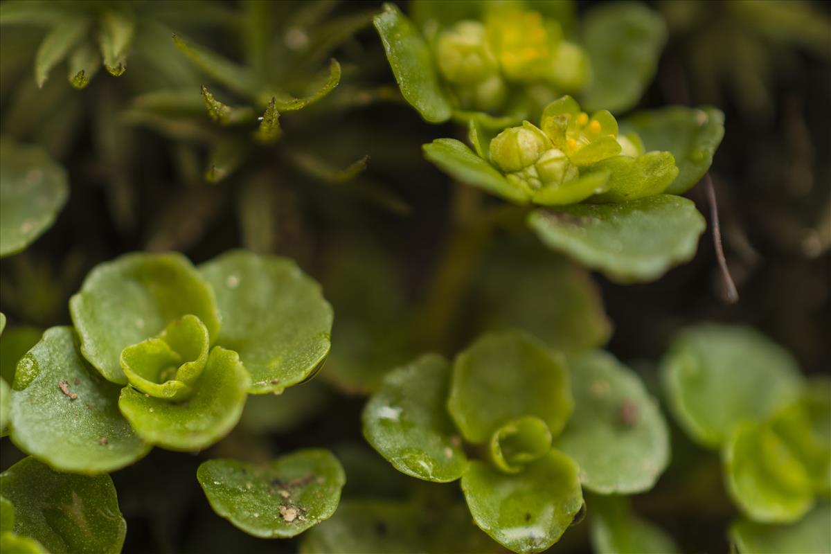 Chrysosplenium oppositifolium (door Nils van Rooijen)