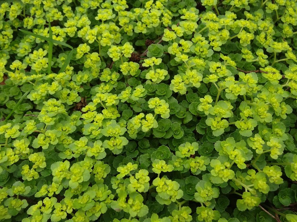 Chrysosplenium oppositifolium (door Jakob Hanenburg)