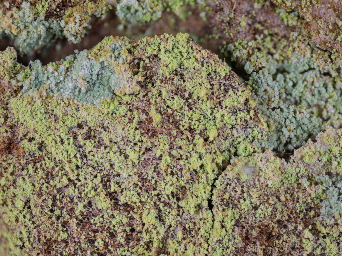 Chrysothrix flavovirens (door Henk-Jan van der Kolk)