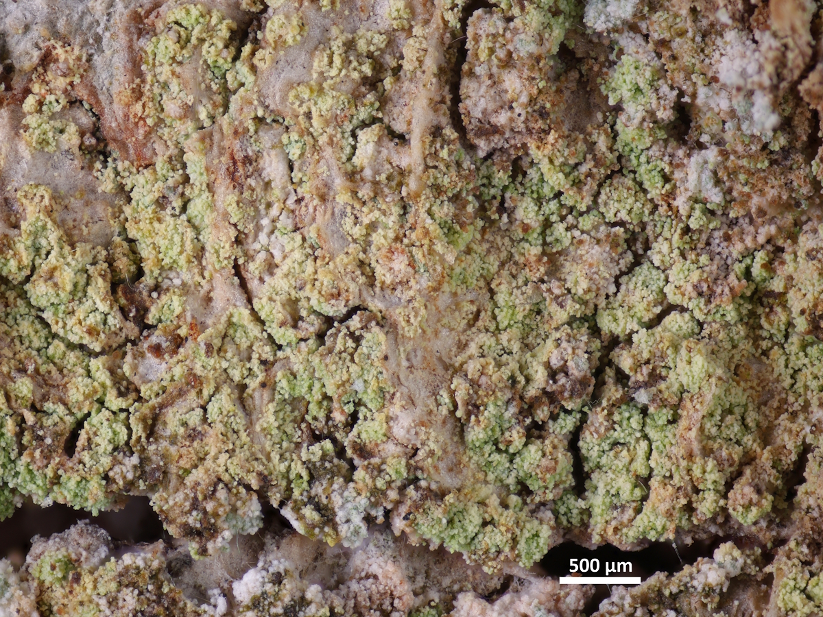 Chrysothrix flavovirens (door Henk-Jan van der Kolk)
