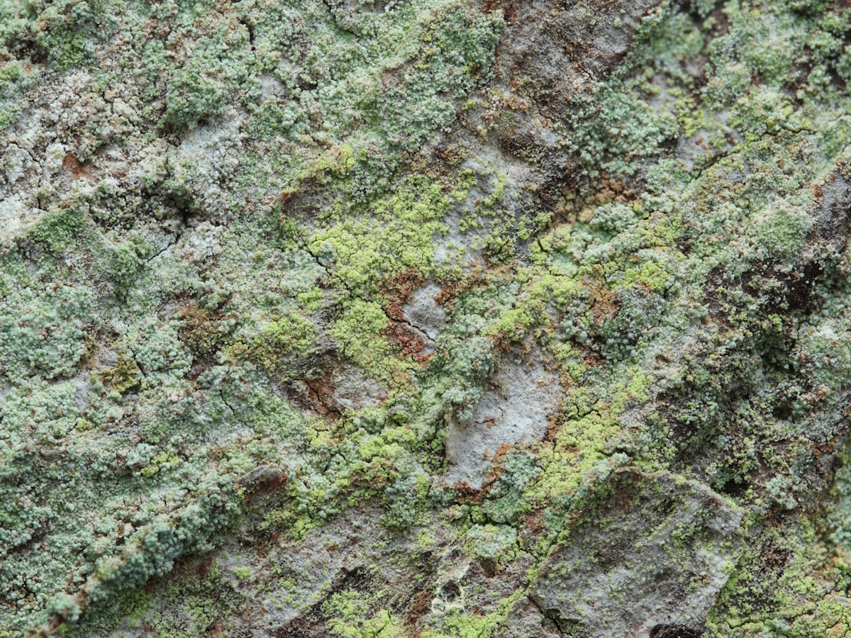 Chrysothrix flavovirens (door Henk-Jan van der Kolk)