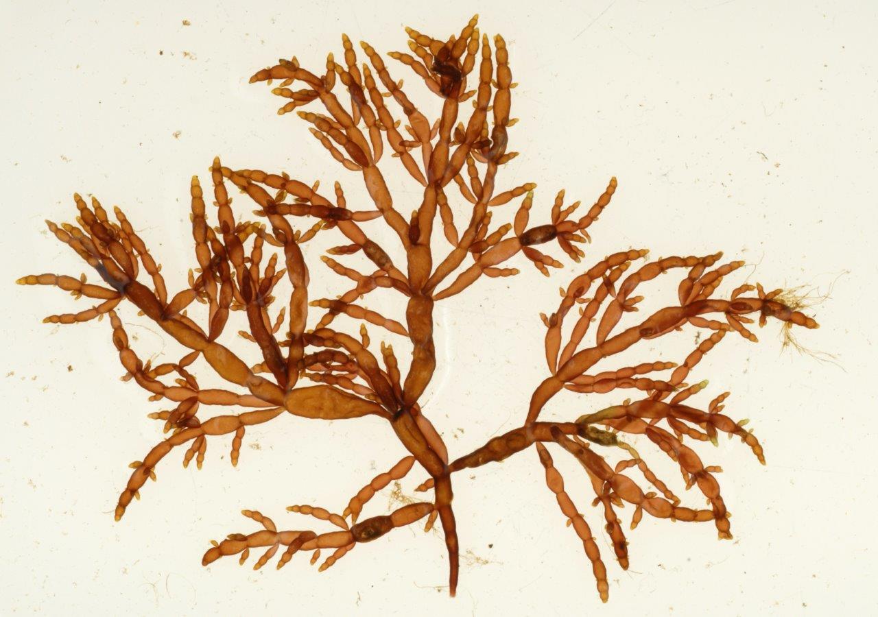 Chylocladia verticillata (door Mart Karremans)