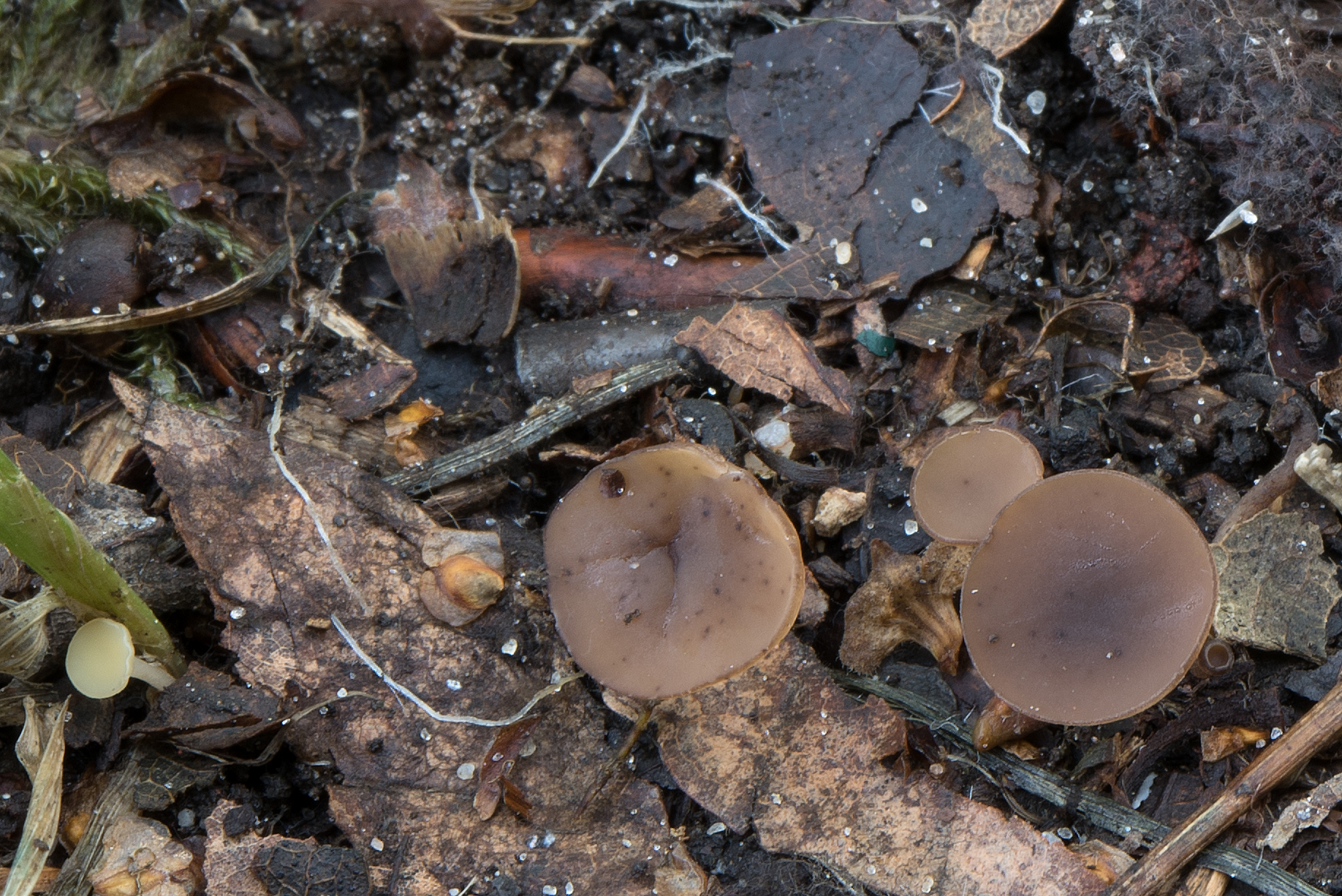 Ciboria pseudotuberosa (door John den Daas)