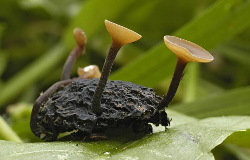 Ciboria pseudotuberosa (door Nico Dam)