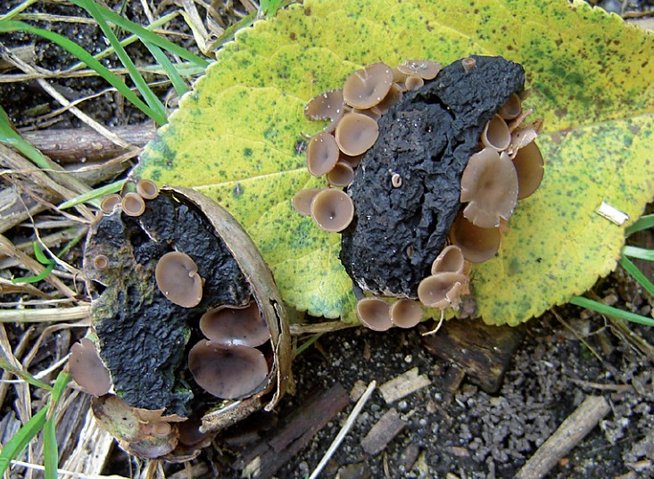 Ciboria pseudotuberosa (door Anneke van der Putte)