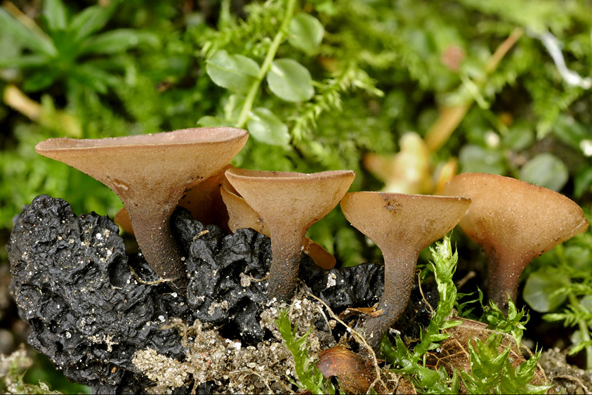 Ciboria pseudotuberosa (door Henk Huijser)