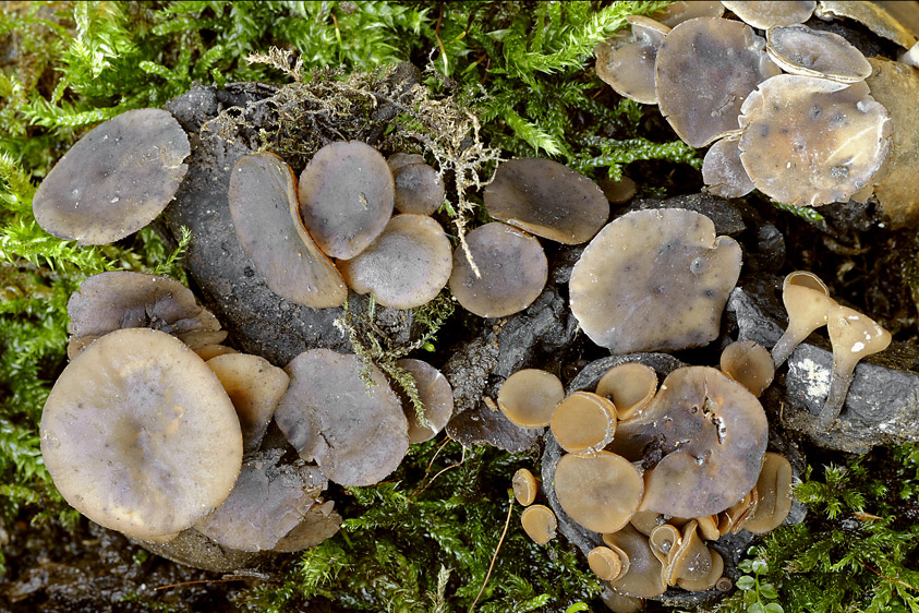 Ciboria pseudotuberosa (door Henk Huijser)